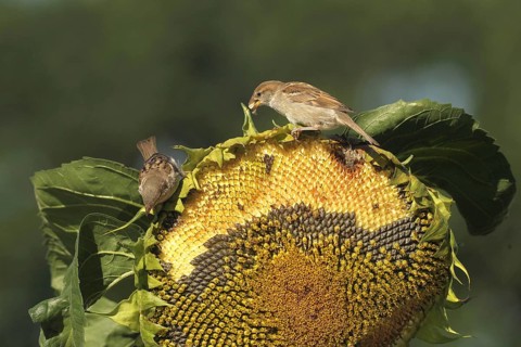 House sparrow (Passer domesticus) fledglings eating ripe seeds on a sunflower (Helianthus annuus)