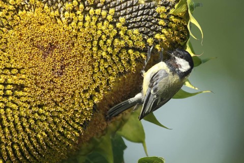 Great tit (Parus major) picking ripe seeds from a sunflower (Helianthus annuus) Allgäu, Bavaria,