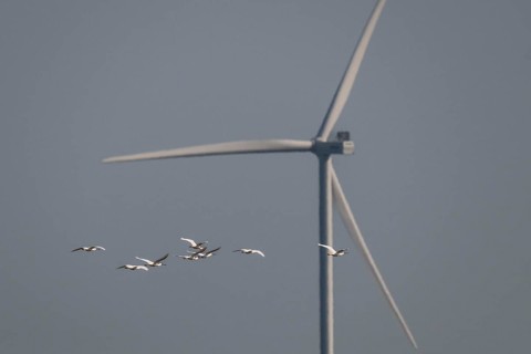 Spoonbill (Platalea leucorodia), in flight, in front of a wind turbine, Ringkøbing Fjord, Denmark