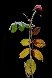 Rose in winter against a dark background, Hohenlohe, Baden-Württemberg, Germany