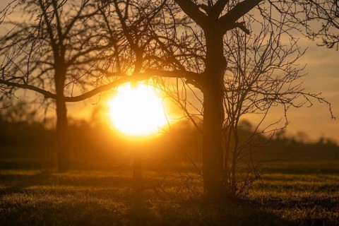 Sunset behind trees, Hohenlohe, Baden-Württemberg, Germany