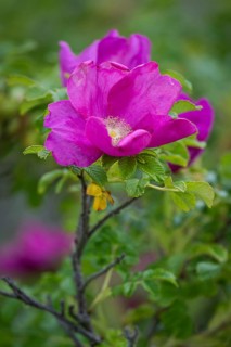 Dog rose (Rosa canina), Ringkøbing Fjord, Denmark