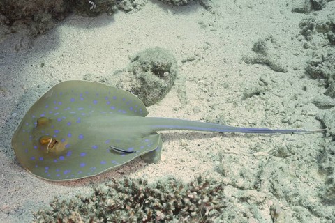 A stingray with blue spots, blue spotted stingray (Taeniura lymma), rests on the seabed and is