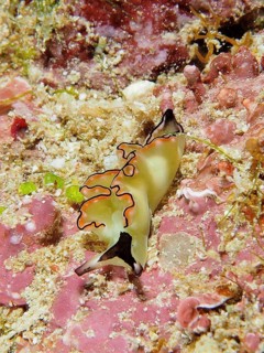 A colourful nudibranch, sapsucker, velvet snail (Elysia), crawls across the sandy seabed. Dive site