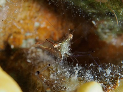 A transparent shrimp, red scissor shrimp (Cuapetes tenuipes) hiding on the seabed. Dive site