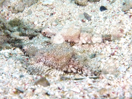 Two camouflaged dwarf winged horsefish (Eurypegasus draconis), winged horsefish, resting on a