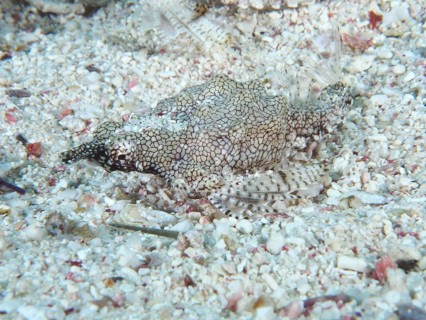 A well-camouflaged dwarf winged horsefish (Eurypegasus draconis), winged horsefish, lies on a