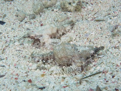 Two well-camouflaged dwarf winged horsefish (Eurypegasus draconis), winged horsefish, hiding on a