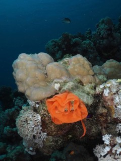 The orange-coloured spawn of a Spanish dancer (Hexabranchus sanguineus) lies on a coral reef. Dive