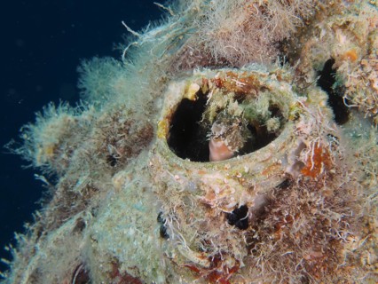 A sabre-toothed blenny (Petroscirtes mitratus) inhabits a plastic canister, marine pollution, dive