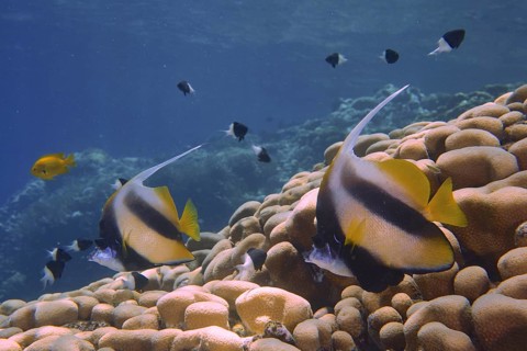 Colourful fish, Red Sea bannerfish (Heniochus intermedius), swim over corals in a blue ocean. Dive
