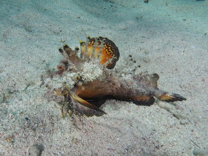 Camouflaged fish, Red Sea Walkman (Inimicus filamentosus), on a sandy seabed. Dive site House Reef,