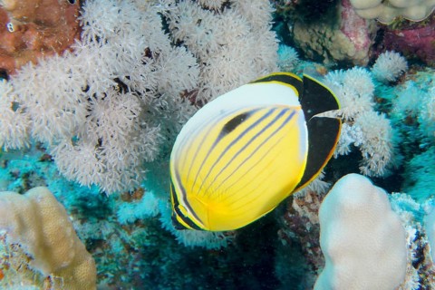 A yellow and black striped fish, red sea butterflyfish (Chaetodon austriacus), swims between white