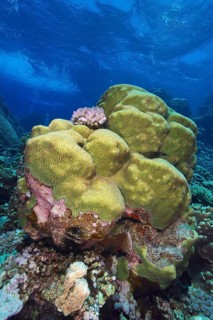 Green-yellow rough brain coral (Platygyra daedalea) in the clear blue sea. Dive site Sataya Reef,