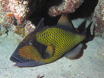 Dark fish with a yellow pattern, giant triggerfish (Balistoides viridescens), in a coral reef on a