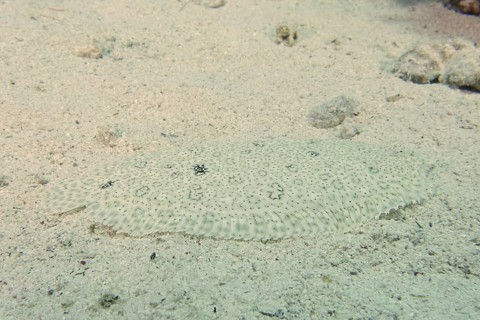 A well-camouflaged flounder, Moses sole (Pardachirus marmoratus), lies quietly on the sandy seabed.