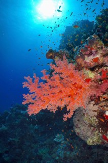 Living red coral, Hemprich's Tree Coral (Dendronephthya hemprichi), in the blue ocean under