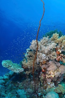 Twisted Wire Coral (Cirrhipathes anguina) and other corals and schools of fish in the sea. Dive
