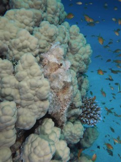 A fringed scorpionfish (Scorpaenopsis oxycephala) camouflaged in coral, surrounded by a school of