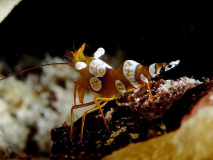 Close-up of an exotic crab with distinctive patterns on its body, hollow back shrimp (Thor