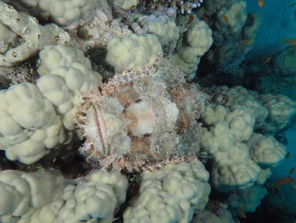 A fringed scorpionfish (Scorpaenopsis oxycephala) camouflaged in pale white coral formations. Dive