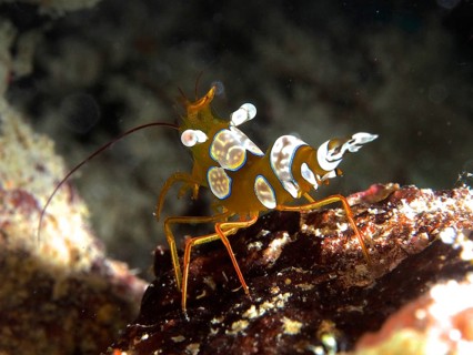 Macro shot of a colourful crab, hollowback shrimp (Thor amboinensis), in its natural habitat. Dive