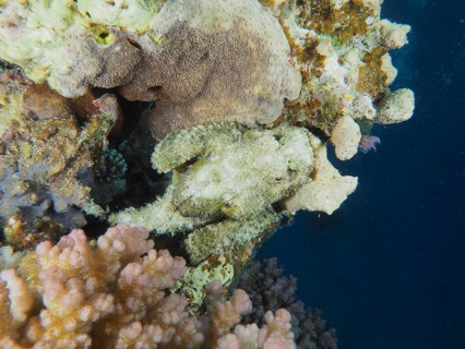 A well camouflaged fish, fringed scorpionfish (Scorpaenopsis oxycephala), rests in a coral