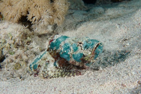 A juvenile humphead scorpionfish (Scorpaenopsis diabolus) lies on the sandy seabed. Dive site