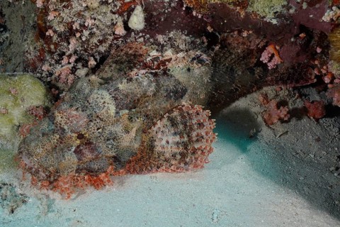 A camouflaged fish, fringed scorpionfish (Scorpaenopsis oxycephala), near a coral reef. Dive site