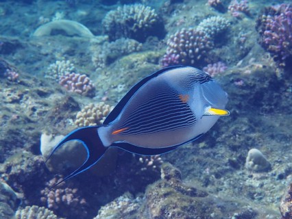 A colourful fish, Red Sea Clown Surgeonfish (Acanthurus sohal), swims in a coral reef in the sea.