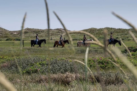 Horses and riders crossing a green meadow with dunes in the background, Ringkøbing Fjord, North Sea