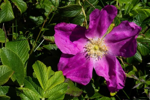 Dog rose (Rosa canina), Ringkøbing Fjord, Denmark