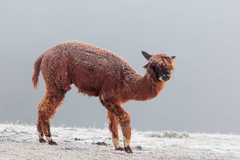 A brown alpaca (Vicugna pacos) stands in dense fog on a frozen meadow in hilly terrain. Captive,