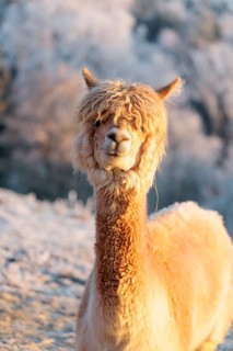 A white alpaca (Vicugna pacos) stands in the early morning light on a frozen meadow in hilly