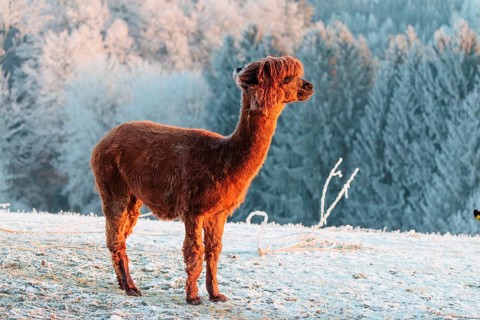 A brown alpaca (Vicugna pacos) stands in the early morning light on a frozen meadow in hilly