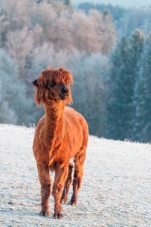 A brown alpaca (Vicugna pacos) stands in the early morning light on a frozen meadow in hilly