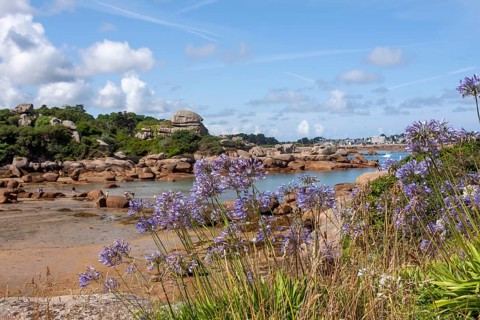 Jewelled lilies on the Cote de Granit Rose, Brittany, France