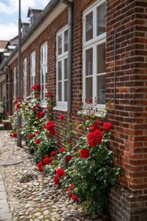 Lush rose blossoms along the brick façade of a house, Old Town, Ringkøbing, Ringkøbing Fjord,