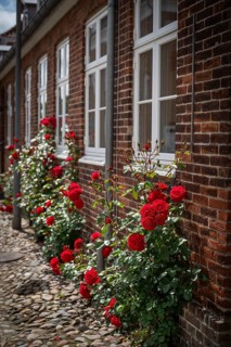 Red roses entwine themselves along the brick façade, Old Town, Ringkøbing, Ringkøbing Fjord,