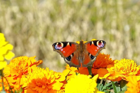 Peacock butterfly (Aglais io), on marigold marigold (Tagetes erecta), close-up, Wilnsdorf, North