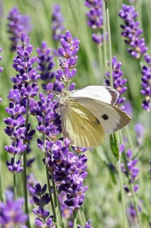 A Cabbage butterfly (Pieris brassicae) sucking nectar on the flower of true lavender (Lavandula