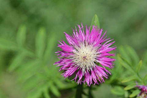 Meadow knapweed or common knapweed (Centaurea jacea), flower, Wilnsdorf, North Rhine-Westphalia,