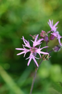 Cuckooflower (Lychnis flos-cuculi), single flower in a forest clearing, Wilnsdorf, North