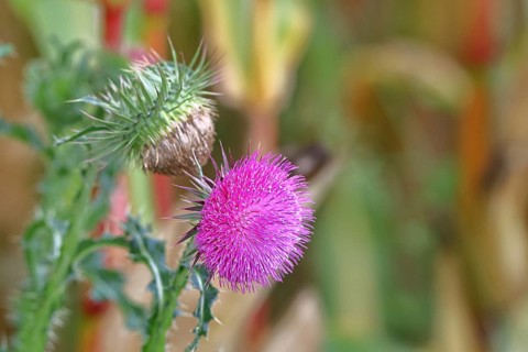 Flower head of the Musk Thistle (Carduus nutans, also known as nodding thistle), by the wayside,