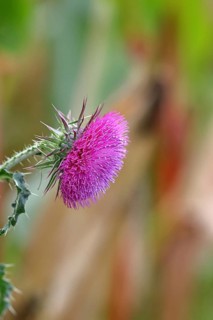 Flower head of the Musk Thistle (Carduus nutans, also known as nodding thistle), by the wayside,