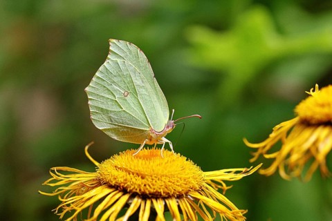 Lemon butterfly (Gonepteryx rhamny) on a yellow flower of a Great Telekie (Telekia speciosa),