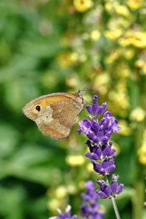 Meadow Brown (Maniola jurtina), on a lavender flower (Lavandula angustifolia), collecting nectar