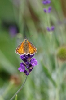 Large skipper (Ochlodes venatus), collecting nectar from a flower of Common lavender (Lavandula