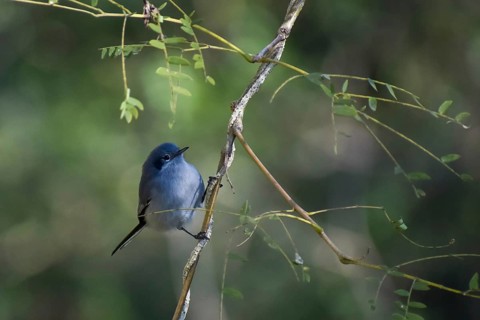 Masked gnatcatcher (Polioptila dumicola) female, seen in Buenos Aires, Argentina