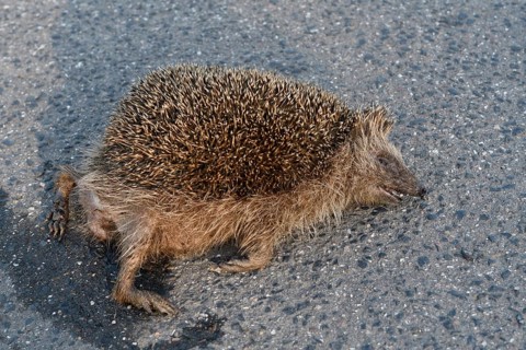 Road traffic victim... Hedgehog (Erinaceus europaeus), run over hedgehog lying dead on the road,